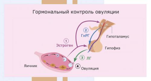 Какой у вас гормональный сбой. Норма и патология 01 Какой у вас гормональный сбой. Норма и патология 01