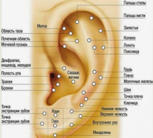 Точки на ушах отвечающие за органы. Где расположены точки