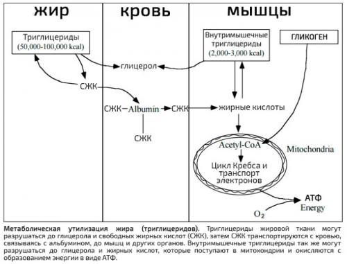 Сжигание калорий при физических нагрузках. Таблица расхода в час