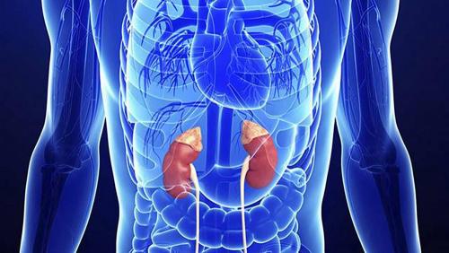 Адреналиновый тип телосложения. Адреналиновый тип фигуры