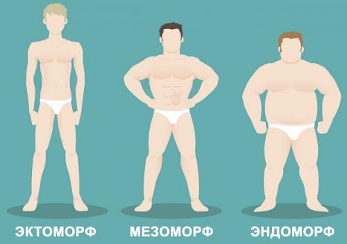 Мезоморфный тип телосложения. Общие сведения о типе