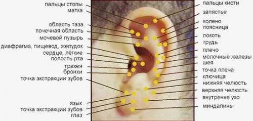 В каком ухе прокалывают вторую дырку девушки. Какое ухо проколоть девушке второй раз: виды пирсинга