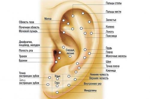 Безопасные точки для прокола ушей. Что говорит медицина