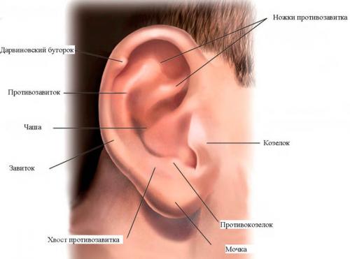 Тоннель в мочке уха. Пластика мочки уха 07