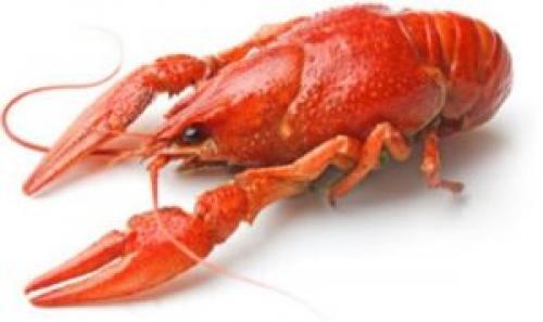 Вареные раки бжу. Раки речные вареные 04