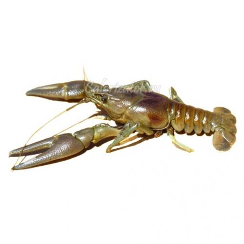 Калорийность раков при диете. Раки речные свежие