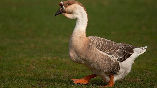 Какие факторы могут привести к проблемам с лапками у гусей. Болезни гусей