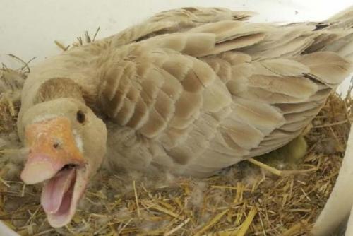 Какие проблемы могут возникнуть у гусей с их лапками. Незаразные заболевания