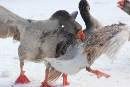Какие факторы могут привести к проблемам с лапками у гусей