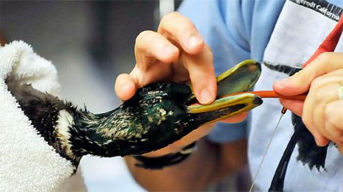 Какие факторы могут привести к проблемам с лапками у гусей