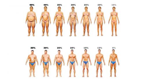Процент жира у женщин. Что такое жировая ткань