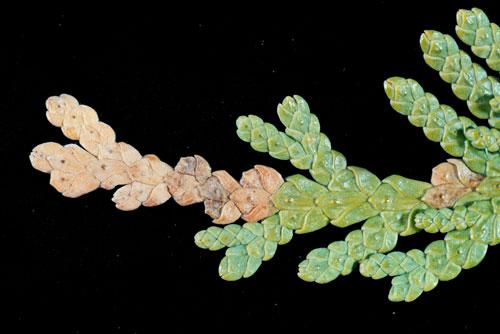 Какие симптомы могут указывать на поражение туи болезнями или вредителями Какие симптомы могут указывать на поражение туи болезнями или вредителями