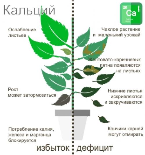 Как можно предотвратить вредное влияние цемента на растения