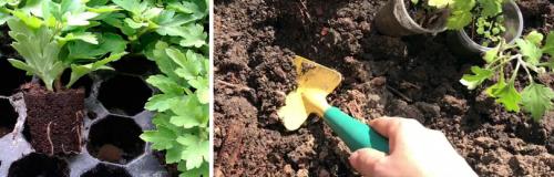 Как выбрать морозостойкие корейские хризантемы для своего региона Как выбрать морозостойкие корейские хризантемы для своего региона