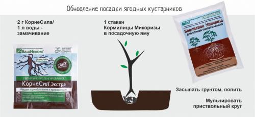 Какие условия необходимы для правильного роста ягодных кустарников Какие условия необходимы для правильного роста ягодных кустарников