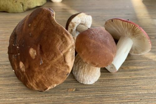 Как определить, что грибы съедобны Как определить, что грибы съедобны