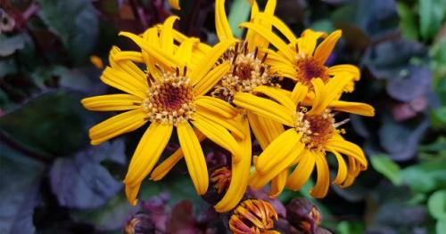 Можно ли посадить ягоды в начале сентября и успеть получить урожай до зимы Можно ли посадить ягоды в начале сентября и успеть получить урожай до зимы